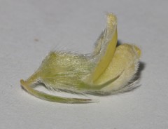 Aspalathus altissima