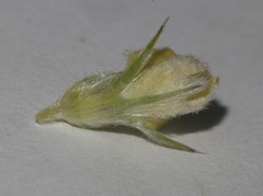 Aspalathus altissima