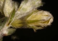 Aspalathus altissima