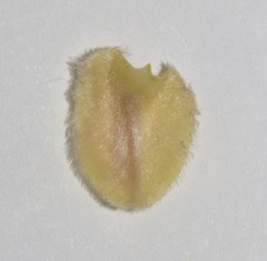 Aspalathus altissima