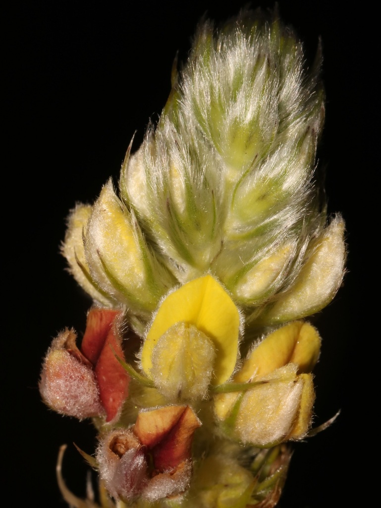 Lofty Capegorse
