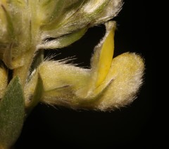 Aspalathus altissima