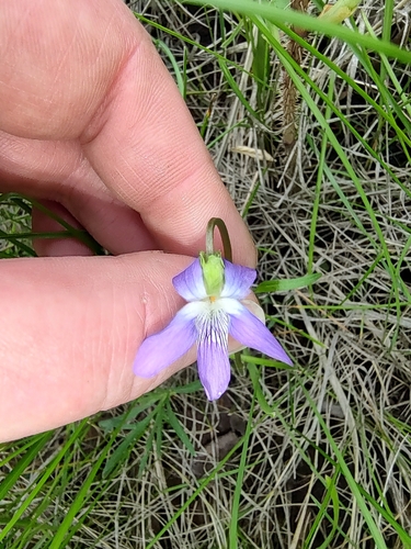 Prairie Violet