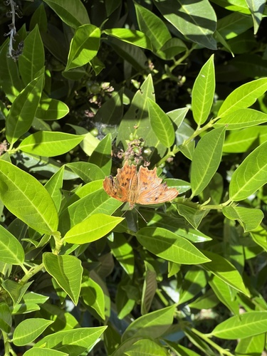 European Comma