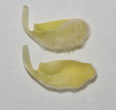 Aspalathus altissima