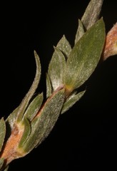 Aspalathus altissima