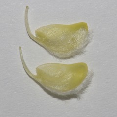 Aspalathus altissima