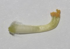 Aspalathus altissima