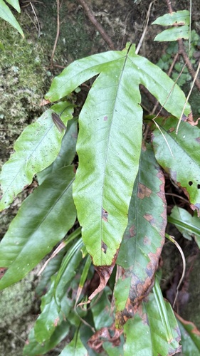Tectaria harlandii, photograph 5