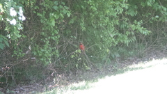 Cardinalis cardinalis