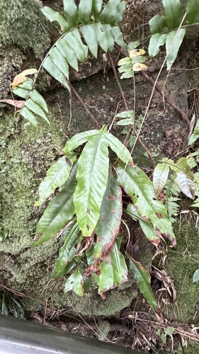 Tectaria harlandii, photograph 4