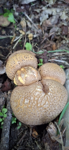 Pigskin Poison Puffball / Earthball (Hawaii)