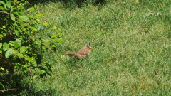 Cardinalis cardinalis