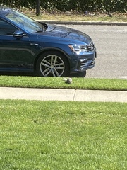 Sciurus carolinensis pennsylvanicus