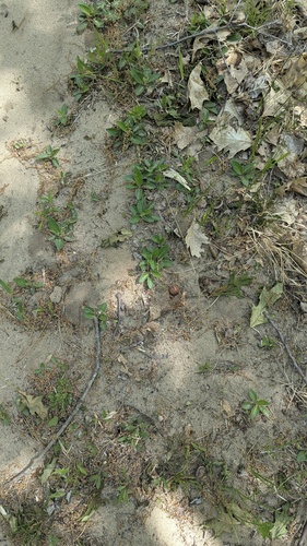 Viola fimbriatula, photograph 2
