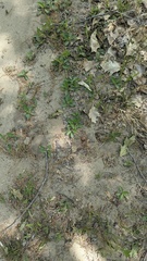 author not stated, no rights reserved Viola fimbriatula, photograph author not stated, no rights reserved
