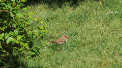 Cardinalis cardinalis