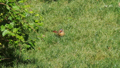 Cardinalis cardinalis