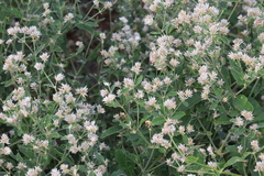 Alternanthera echinocephala