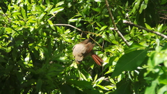 Cardinalis cardinalis