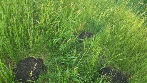 European Mole