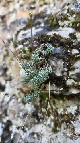 Blue Saxifrage