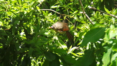 Cardinalis cardinalis