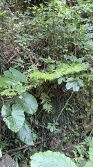 Angiopteris lygodiifolia, photograph (c) Kiwi Shen, some rights reserved (CC BY)