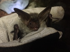 Myotis bechsteinii