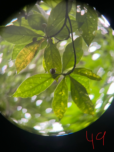 Timonius arboreus observed 2026-06-07