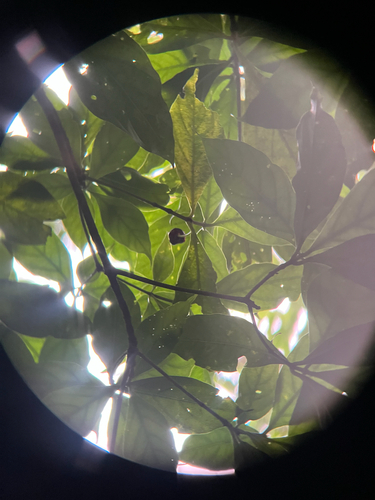 Timonius arboreus, photograph 2
