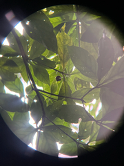 naturedom12, CC0, iNaturalist via GBIF Timonius arboreus, photograph naturedom12, CC0, iNaturalist via GBIF