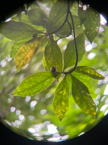Timonius arboreus, photograph 1