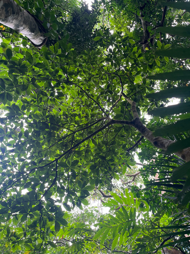 Timonius arboreus, photograph 3