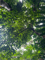 naturedom12, CC0, iNaturalist via GBIF Timonius arboreus, photograph naturedom12, CC0, iNaturalist via GBIF