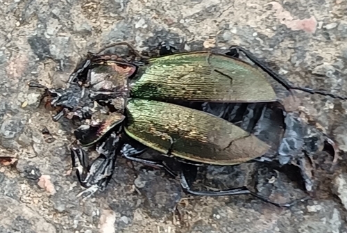 Bronze Ground Beetle