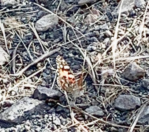 Painted Lady