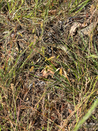 iNaturalist observation photo of North American Racer