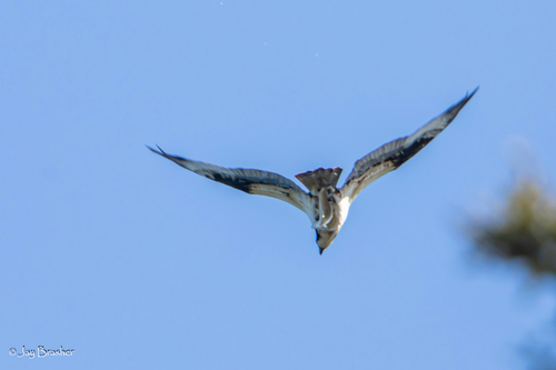 Osprey