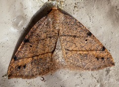 Drepanulatrix bifilata