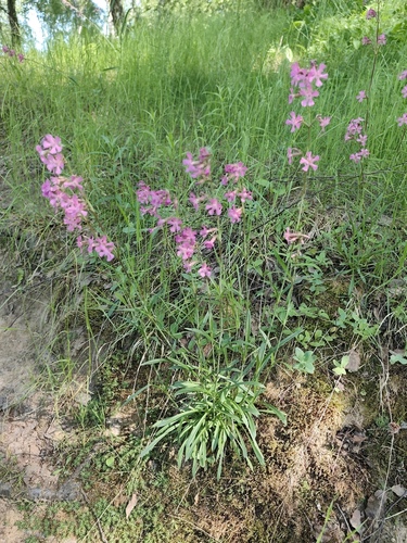 Наблюдение на iNaturalist