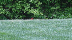 Cardinalis cardinalis
