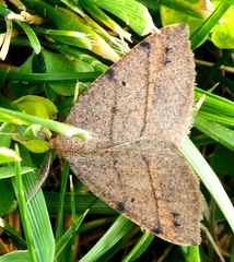 Drepanulatrix bifilata