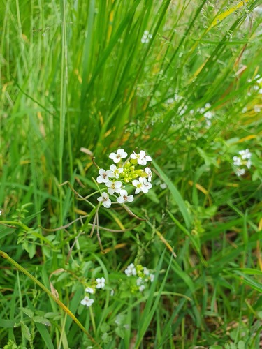 watercress