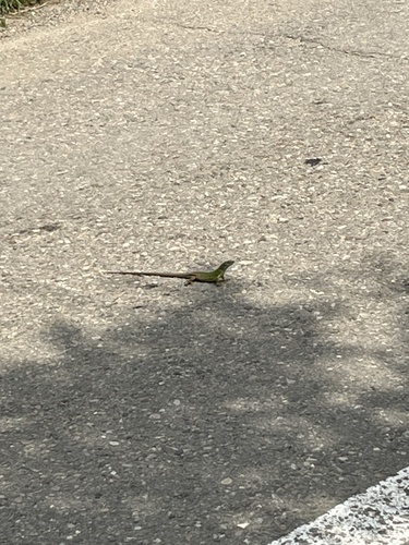 Green Lizard