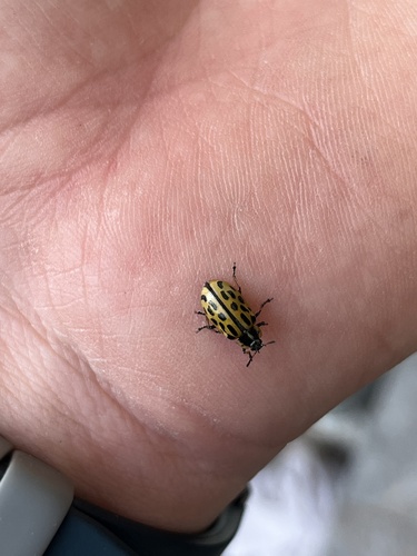 Spotted Willow Leaf Beetle