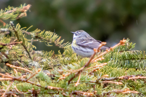 Yellow-rumped Warbler
