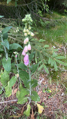 purple foxglove
