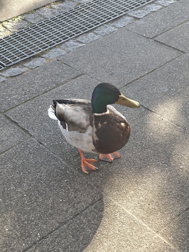 Mallard