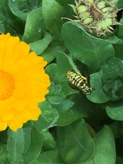 Vespula sulphurea